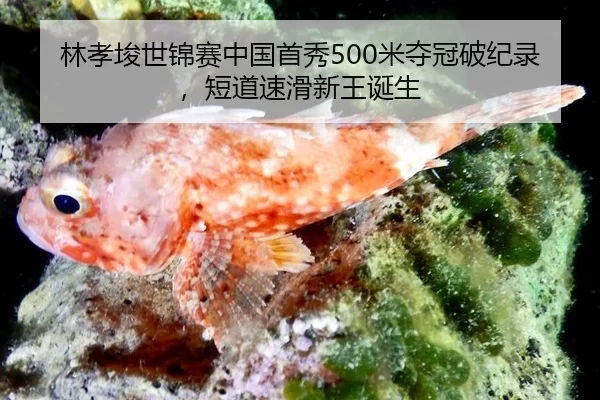 林孝埈世锦赛中国首秀500米夺冠破纪录，短道速滑新王诞生